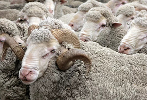 What is Merino Wool and Why is it so Special?